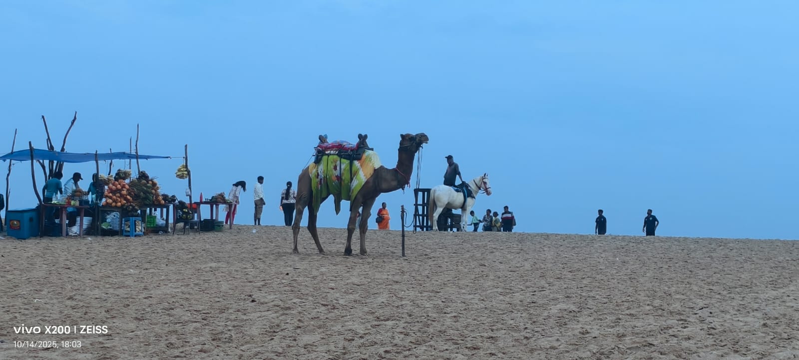 Camel and horse ride on Poovar beach