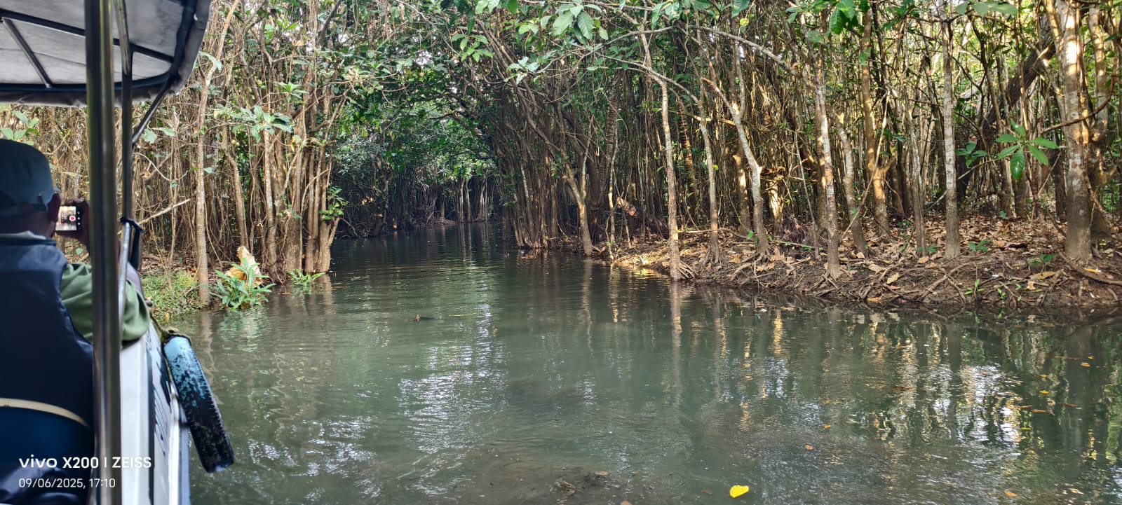 Dense mangrove tunnel over the canal